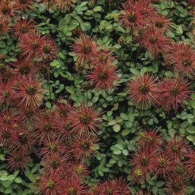 Acaena magellanica - Acaena | Achat direct au producteur