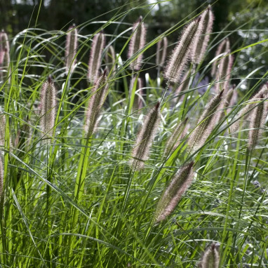 Pennisetum alopecuroides 'Nigra' | Achat direct au producteur