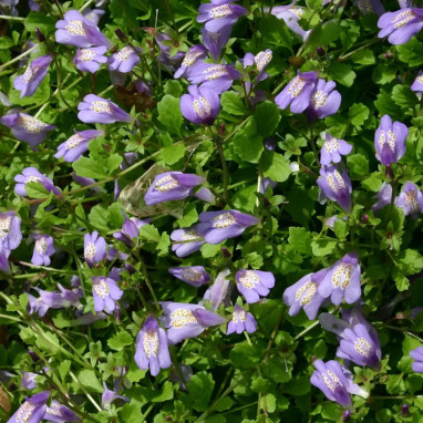Mazus reptans - Mazus | Achat direct au producteur
