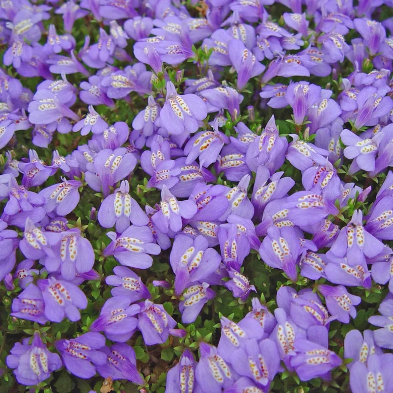Mazus reptans - Mazus | Achat direct au producteur