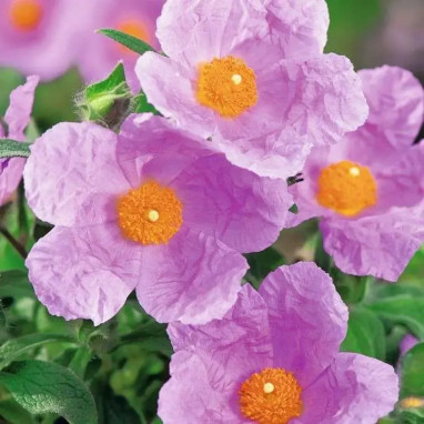 Cistus incanus ssp. tauricus - Cistus | Achat direct au producteur
