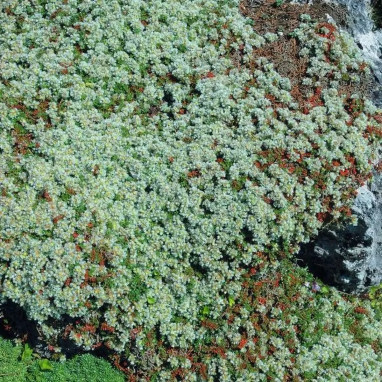 Paronychia kapela subsp. serpyllifolia | Achat direct au producteur