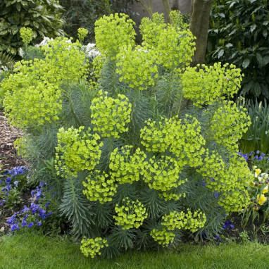 Euphorbe de Wulfenii - Euphorbia characias | Achat producteur