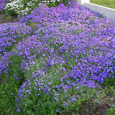 Aubrieta 'Red Star' - Aubrieta | Achat direct au producteur