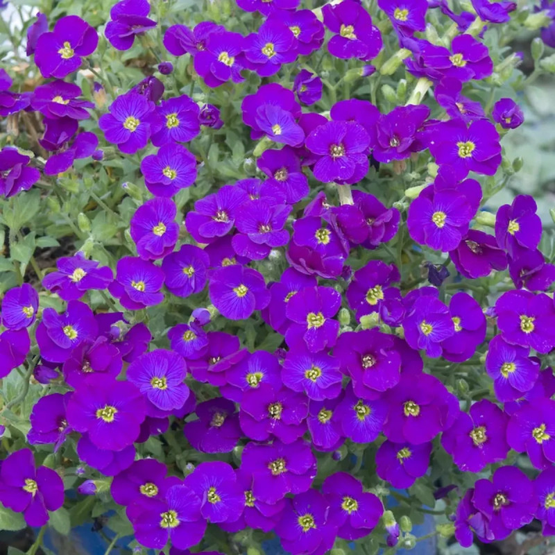 Aubrieta 'Red Star' - Aubrieta | Achat direct au producteur