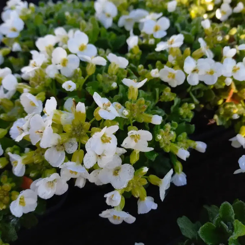 Aubrieta 'Red Star' - Aubrieta | Achat direct au producteur