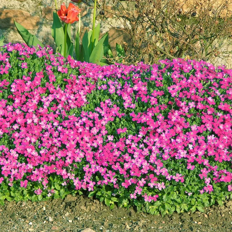 Aubrieta 'Red Star' - Aubrieta | Achat direct au producteur