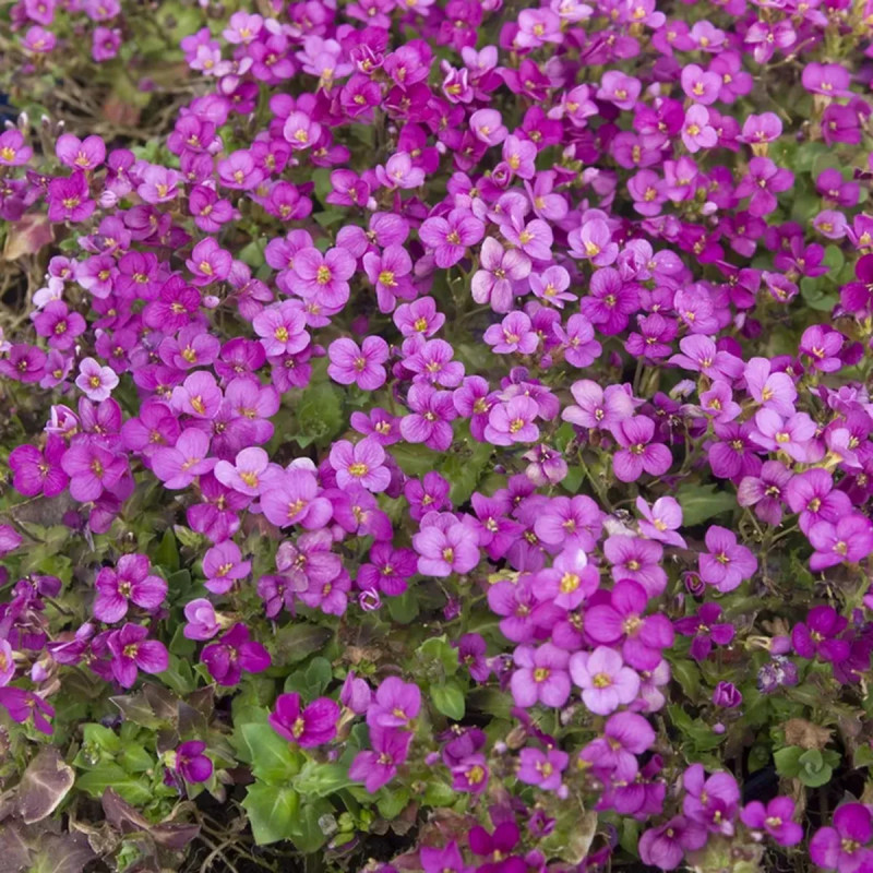 Aubrieta 'Red Star' - Aubrieta | Achat direct au producteur