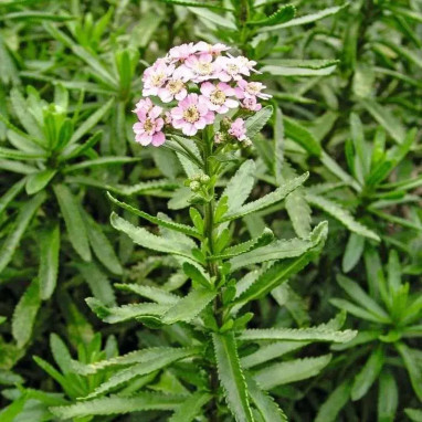 Achillea sibirica 'Love Parade' - Achillea | Achat direct au producteur
