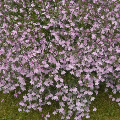 Lobelia rose 'Riviera Rose' - Lobelia erinus | Achat producteur