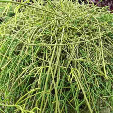Rhipsalis cassutha - Rhipsalis | Achat direct au producteur