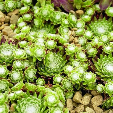Sempervivum arachnoideum subsp. tomentosum | Achat en ligne