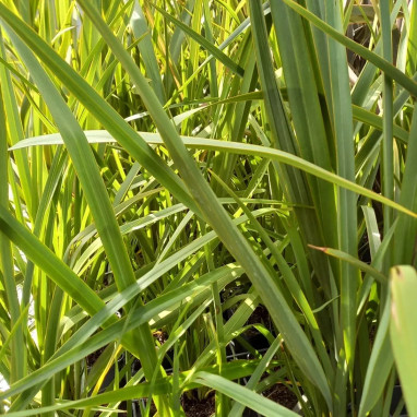 Phormium 'Tricolor' - Phormium | Achat direct au producteur