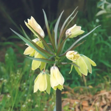 Fritillaire impériale 'Raddea' - Fritillaria | Achat direct producteur