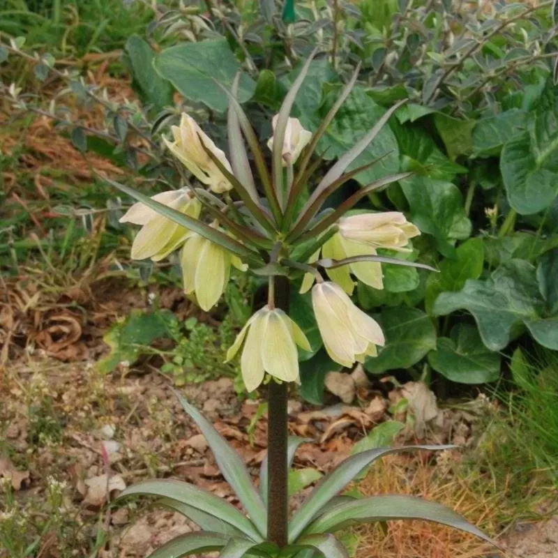 Fritillaire impériale 'Raddea' - Fritillaria | Achat direct producteur