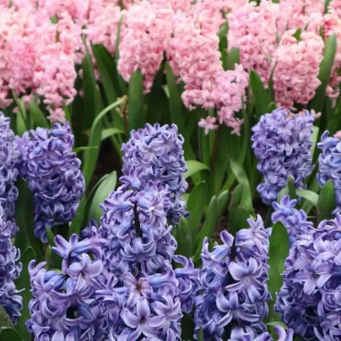Jacinthe 'Mer Rose' - Hyacinthus | Achat direct au producteur