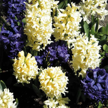 Jacinthe 'Rivage' - Hyacinthus | Achat direct au producteur