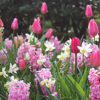 Bulbe Mélange Baléares - Tulipes, Jacinthes, Narcisses | Achat producteur