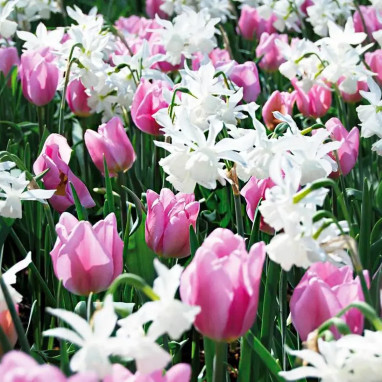 Mélange Belle Île en Mer - Bulbes de printemps | Achat producteur