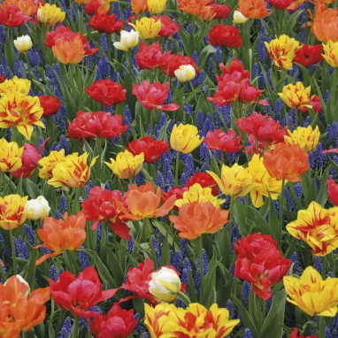 Bulbe Mélange Capri - Muscaris & Tulipes | Achat direct au producteur
