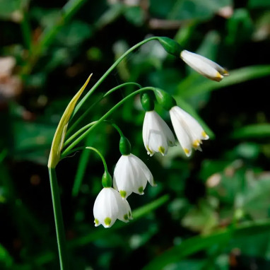 Leucojum aestivum - Nivéole d'été | Achat direct au producteur