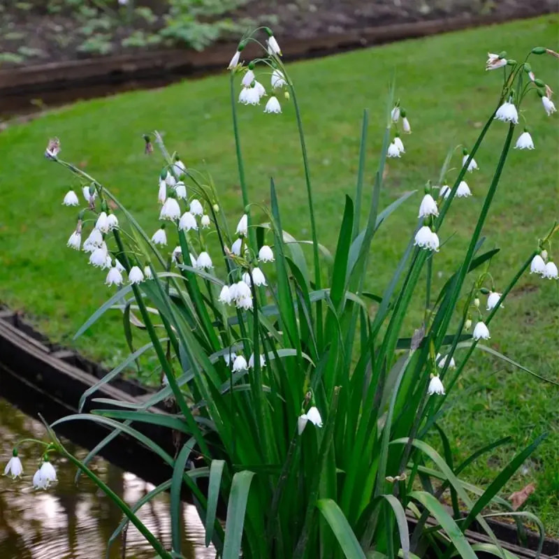 Leucojum aestivum - Nivéole d'été | Achat direct au producteur