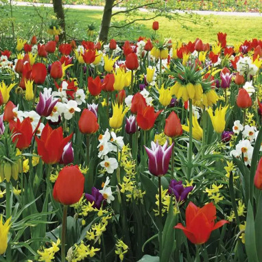 Bulbe Mélange Cuba - Tulipes, Narcisses | Achat direct au producteur