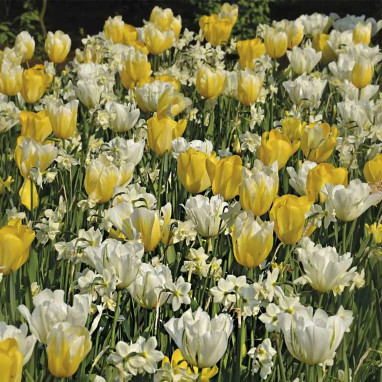 Bulbe Mélange Fidji - Bulbes à fleurs | Achat direct au producteur