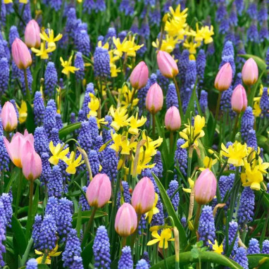 Mélange Ouessant - Bulbes de printemps | Achat direct au producteur