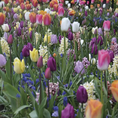 Bulbe Mélange Rhodes - Tulipes, Jacinthes & Muscaris | Achat producteur