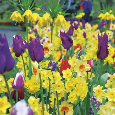 Mélange Tenerife - Bulbes de printemps | Achat direct au producteur