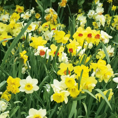 Narcisse Botanique 'Spectrum Fragrant Mix' | Achat producteur