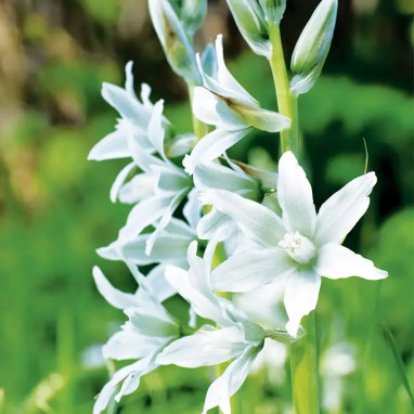 Ornithogale Nutans