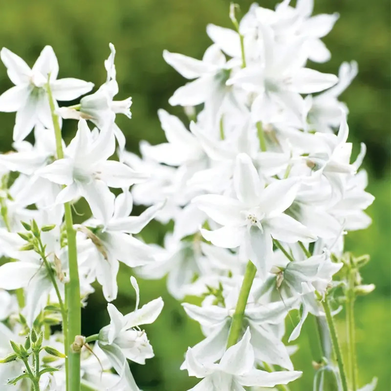 Ornithogale nutans - Ornithogalum | Achat direct au producteur