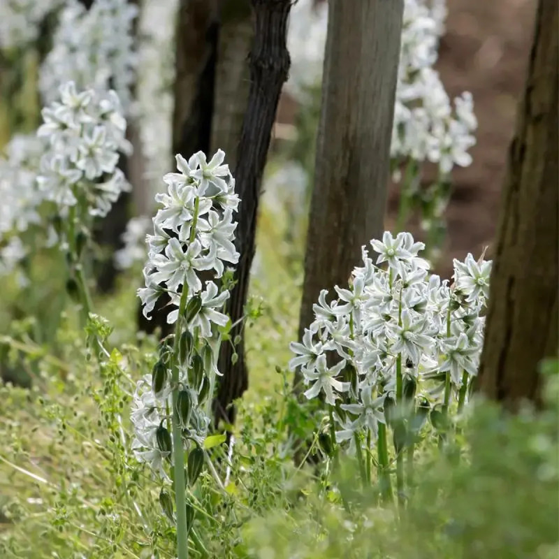 Ornithogale nutans - Ornithogalum | Achat direct au producteur