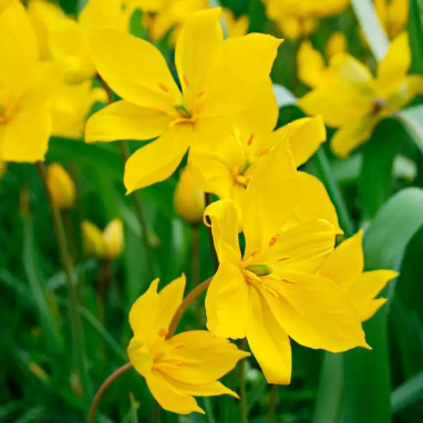 Tulipe botanique Sylvestris - Tulipa | Achat direct au producteur