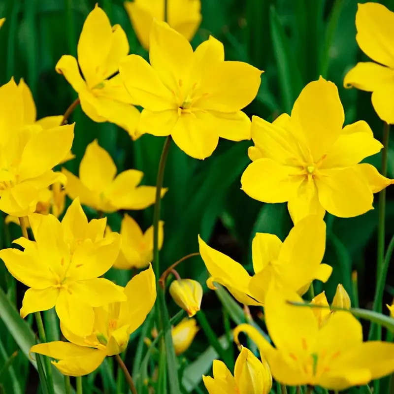 Tulipe botanique Sylvestris - Tulipa | Achat direct au producteur