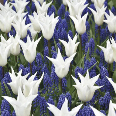 Assortiment Bulbe Royal - Tulipes et Muscaris | Achat producteur