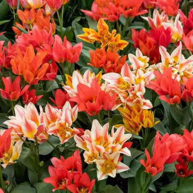 Tulipe Pluriflore Mélange - Tulipa | Achat direct au producteur