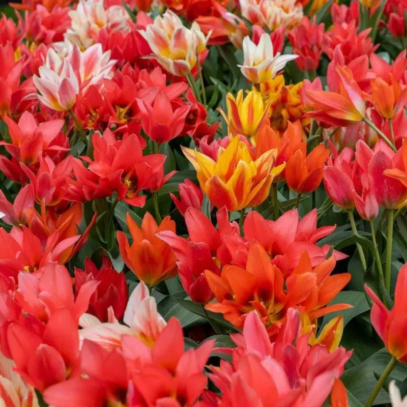 Tulipe Pluriflore Mélange - Tulipa | Achat direct au producteur