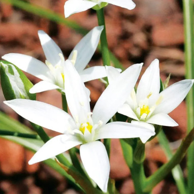 Ornithogale Umbellatum - Ornithogalum | Achat direct au producteur