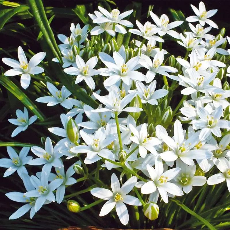 Ornithogale Umbellatum - Ornithogalum | Achat direct au producteur