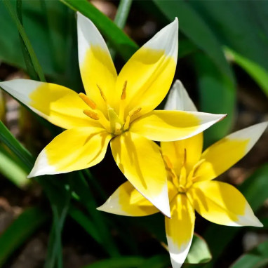 Tulipe botanique Tarda - Tulipa | Achat direct au producteur