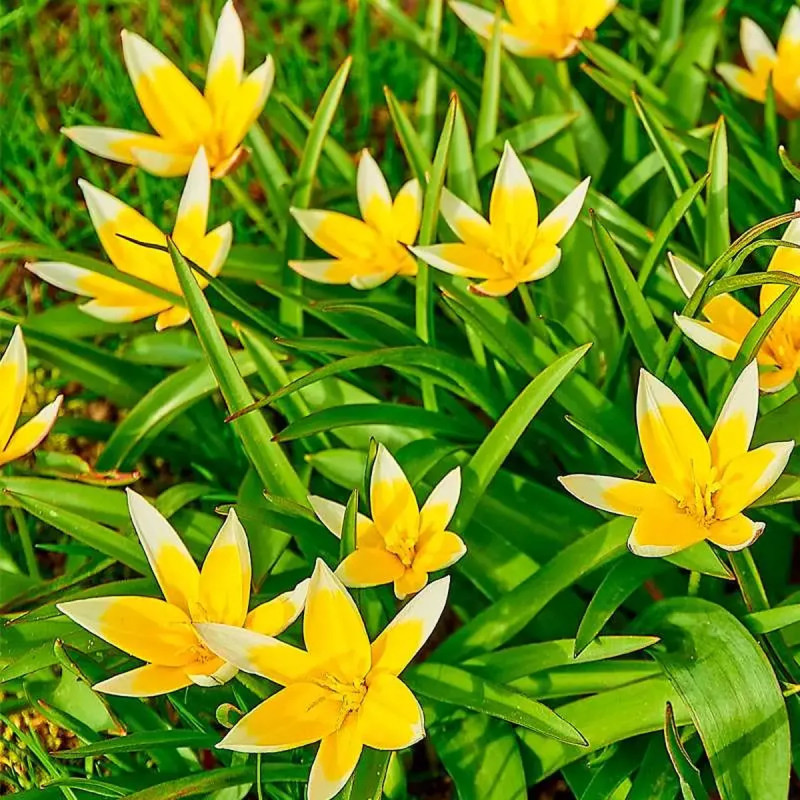 Tulipe botanique Tarda - Tulipa | Achat direct au producteur