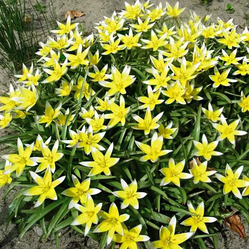 Tulipe botanique Tarda - Tulipa | Achat direct au producteur