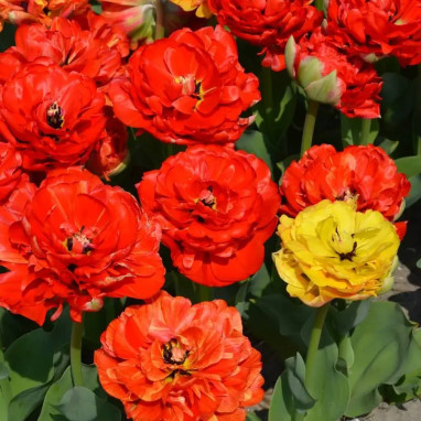 Assortiment Tulipe Double Tardive - Tulipa | Achat direct au producteur