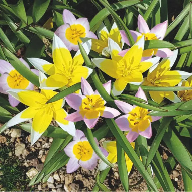 Assortiment Tulipe Botanique Douceur - Tulipa | Achat en ligne