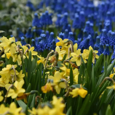 Assortiment Célestine Narcisse et Muscari | Achat direct au producteur