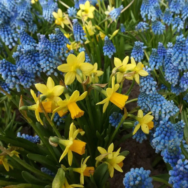 Assortiment Célestine Narcisse et Muscari | Achat direct au producteur