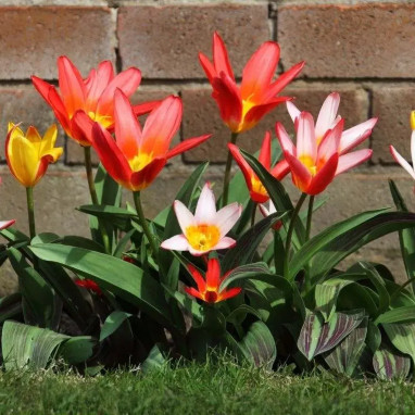 Tulipe Greigii Mélange - Tulipa | Achat direct au producteur
